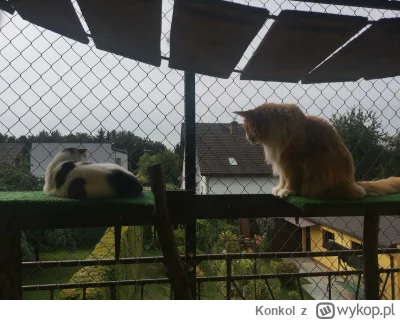 Konkol - @maikeleleq u mnie jest XL i XS ( ͡°( ͡° ͜ʖ( ͡° ͜ʖ ͡°)ʖ ͡°) ͡°)