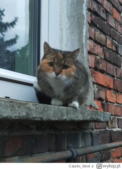 Ciasto_hirol - Szukamy nowego domu dla smutnej trojkolorowej kotki.
#koty #pokazkota ...