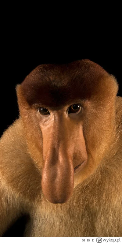 olIo - @FerdynandLipski: Tadziu, co ty mi tu będziesz godoł jak kadra skończyła się n...