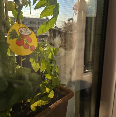 Solsith - #pokazkota #spaslak dobry towar człowiek( ͡° ͜ʖ ͡°)