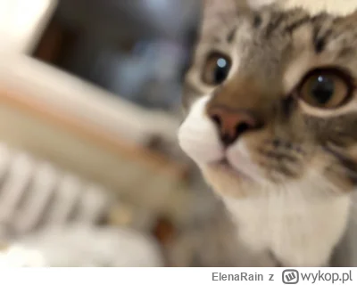 ElenaRain - Mordka #pokazkota