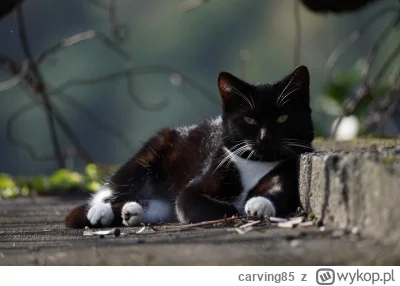 carving85 - #pokazkota ustrzelonego na #madera
#koty #fotografia