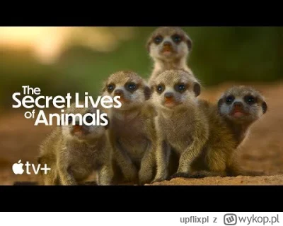 upflixpl - "Sekretne życie zwierząt" oraz "Surface 2" na materiałach od Apple TV+

...