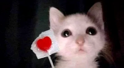 Nooleus - Lizasiek dla cb