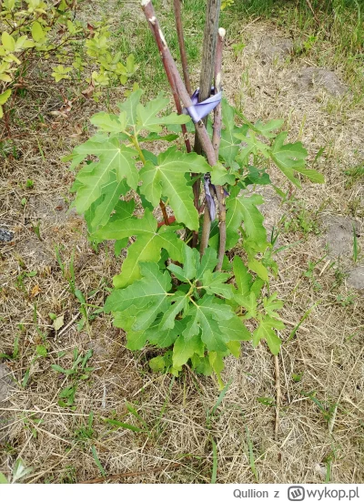 Qullion - @Qullion: figa