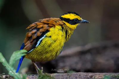 Lifelike - Kurtaczek złotawy (Hydrornis schwaneri) [samiec]
Autor
#photoexplorer #fot...