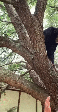 wfyokyga - Return to monke