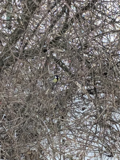 s.....n - Bogatka czeka żeby podjeść z karmnika ᕦ(òóˇ)ᕤ
#ptasiewybryki