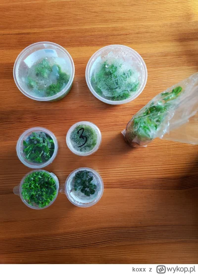 koxx - Dzisiaj przyszły mi roślinki, ostatecznie zamówiłem z roslinyakwariowe.pl.

El...