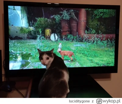 luciditygone - Mój kot miał obsesję na punkcie tej gry, do końca był wpatrzony jak sr...