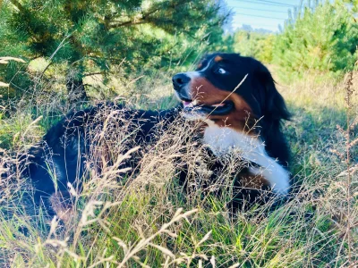 maybe - Ja zbieram grzyby, a sierściuch kleszcze. 
#grzyby #pokazpsa