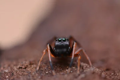 Apaturia - Skakun, który postanowił zostać mrówką. Mrówczynka (Myrmarachne formicaria...