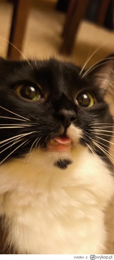 rvtzkv - Czesiu się ściekł na mnie #pokazkota