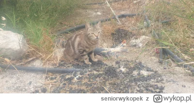 seniorwykopek - #greckiekotki #koty #kitku #koteczkizprzypadku
Kotek oślepiony blaski...