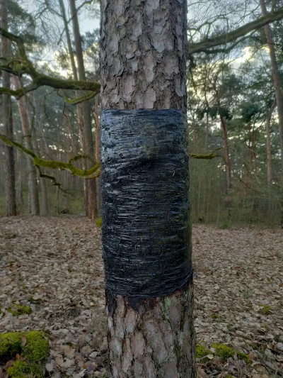 mivus - niedaleko miejsca wycinki napotkałem kilka drzew owiniętych folią, czemu to s...