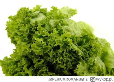 IMPERIUMROMANUM - Sałata - rzymski sposób na sen

Dziś sałata to lekka przystawka lub...