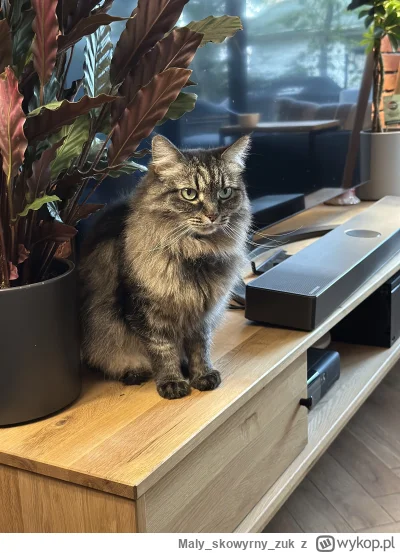Malyskowyrnyzuk - #pheuke #codziennapheuka #pokazkota #koty #kot