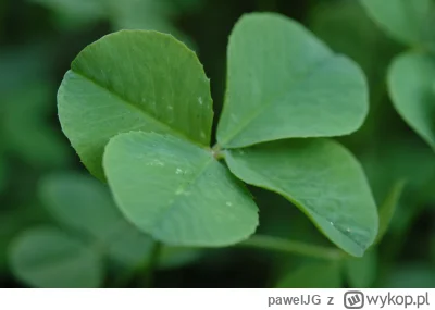 pawelJG - daj plusa, a będziesz miał szczęście w plusach
#heheszki #glupiewykopowezab...