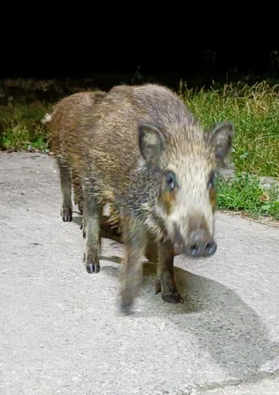 bladolux - #nocnedziczki odwiedziły mnie w robocie i od razu humor polepszon乁(♥ ʖ̯♥)ㄏ