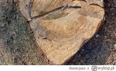 Banicjusz - Czy da się na podstawie tych słoi wyliczyć ile to drzewo miało lat? Chyba...