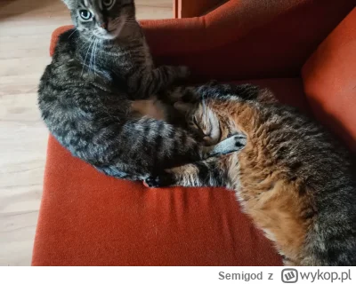 Semigod - Przewijaj dalej, nic tu się nie dzieje

#koty #kitku #pokazkota #smiesznypi...