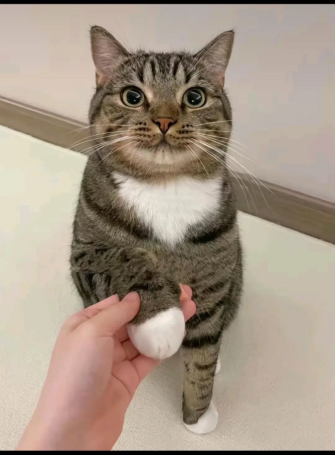 Arvin - #koty #katzenpfotchen