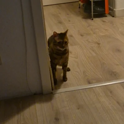 Lujdziarski - #pokazkota #dziarskikacperek Kacper gdy się obudzi i potrzebuje na sieb...