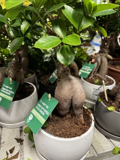 Zoyav - #dupeczkizprzypadku