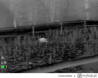 staszaiwa - Może ktoś z Was potrafi rozpoznać jakie to zwierzę?

#przyroda #las #lowi...