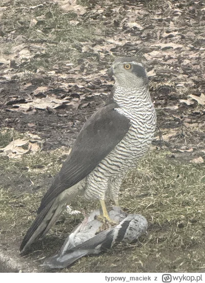 typowy_maciek - @Lenalee a ja złapałem takiego