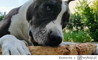 Kamecha - @MiniKierownik: łap moją sucz. Lubi ogryzać patyki wyobrażając sobie, że po...