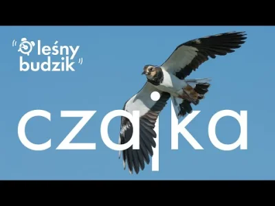 Lifelike - Czajka (Vanellus vanellus)
Głos
#photoexplorer #fotografia #ornitologia #p...