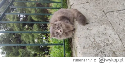 rubens117 - Ale cudny (｡◕‿‿◕｡)

#koty #maltanskiekitku #smieciowykitku