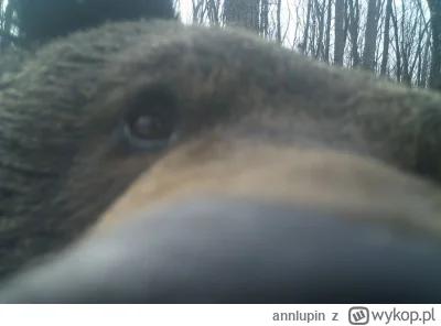 annlupin - cześ nocna cotam