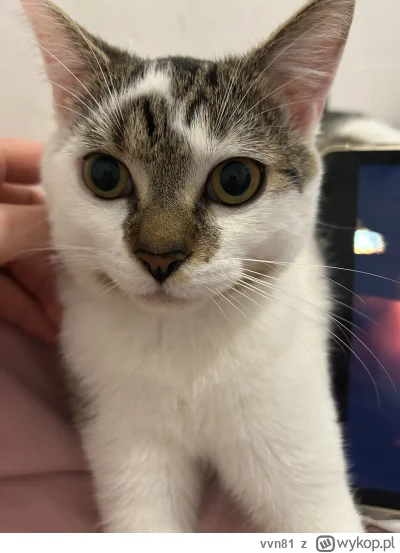 vvn81 - kochacie kajtusia??