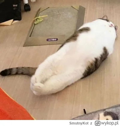 SmutnyKot - #dziwnekotki
