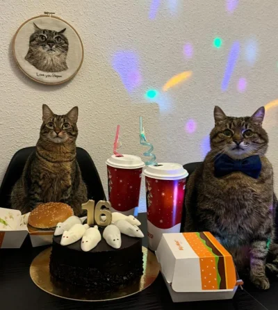 PanCylinder - A po łapkoczynach można świętować 16 urodziny Stepanka (｡◕‿‿◕｡)
#codzie...