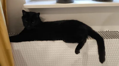 kbmocny - #koty 
Zaczął się sezon grzewczy.