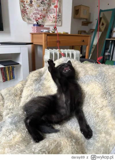 daray89 - #codziennykotopetany #dziwnekotki