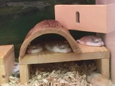 CherryJerry - @Quassar: chomiki to w ogóle są śmieszne, bo mają wbudowaną funkcję prz...