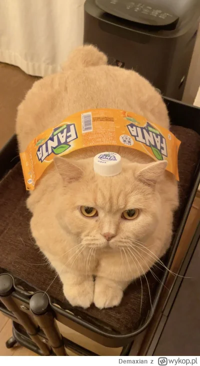 Demaxian - @Kowal19888: Fanta( ͡° ͜ʖ ͡°)