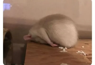 Linnior88 - Wszystko jakieś takie nie wiem