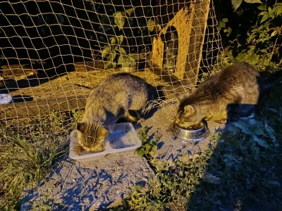 Timer_555 - Stare zdjęcie które nie wrzuciłem.
@kamil-kurczok 

#przegryw #dokarmiani...
