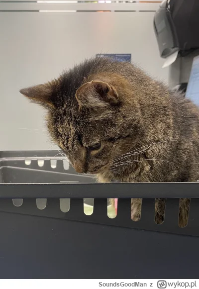 SoundsGoodMan - Ktoś tu nie jest zadowolony, że złapał katar w swoje 16 urodziny 
#ko...