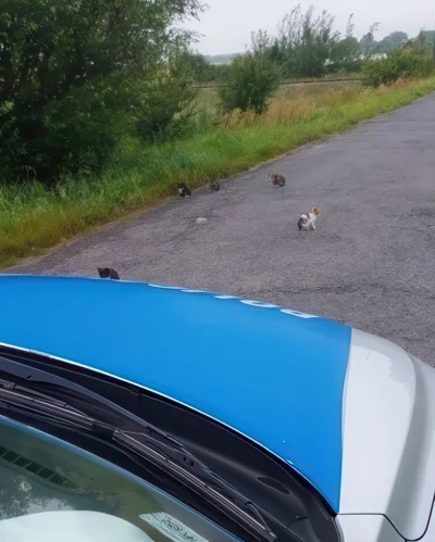 paczelok - Policjanci podczas służby napotkali na drodze dwa małe koty 🐈 Zabrali je ...