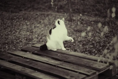 koralowiecc - #pokazkota #fotografia