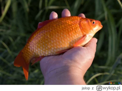 jalop - Udało Ci się złowić Złotą Rybkę. Ona za wolność obiecuje Ci zmienić wybrana p...