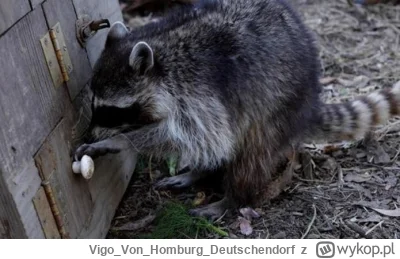 VigoVonHomburg_Deutschendorf - Co chłop do kurnika chce wejść
#szopeknadzis