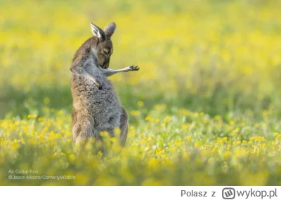 Polasz - Zdjęcia finalistów Comedy Wildlife Photo Award 2023 
seria 2
#smiesznypiesek...