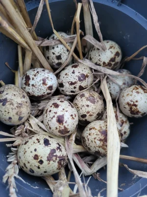 Chlopakizdzialeczek - Tuzin jajek w 5 dni, niezły wynik jak na 2 piórki.
#chlopakizdz...